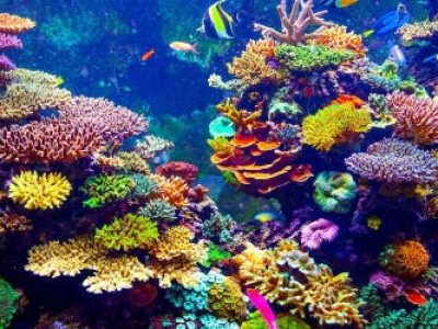 el-mejor-buceo-del-caribe-best-diving-of-caribbean-arrecife-divers (2)